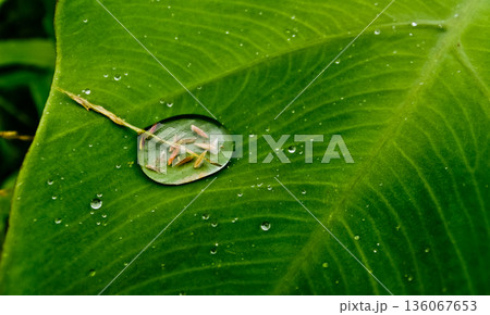 close up photo of dew on green leaves 136067653