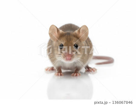 cute rat with a mouse on white background cute rat with a mouse on white background 136067846