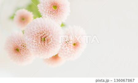 ふんわり小菊の生花の背景フレーム 淡いピンク色 コピースペース ふんわり小菊の生花の背景フレーム 淡いピンク色 コピースペース 136067867