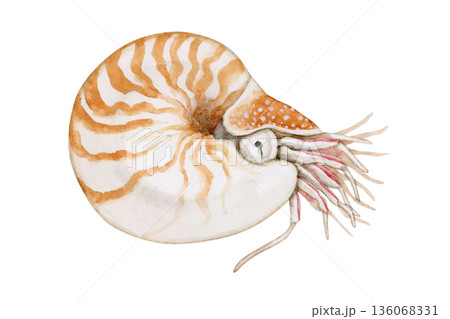 オウムガイ 深海生物 水彩 イラスト オウムガイ 深海生物 水彩 イラスト 136068331