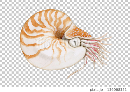 オウムガイ 深海生物 水彩 イラスト オウムガイ 深海生物 水彩 イラスト 136068331