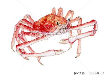 生物細密画画「タカアシガニ」 タカアシガニ カニ 深海生物 水彩 イラストのイラスト素材 [136068334