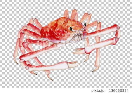 タカアシガニ カニ 深海生物 水彩 イラストのイラスト素材 [136068334