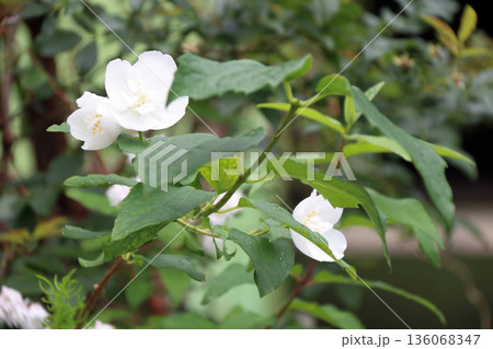 バイカウツギ 梅花空木ユキノシタ科 136068347