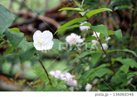 バイカウツギ 梅花空木ユキノシタ科 136068348