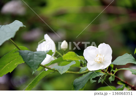バイカウツギ 梅花空木ユキノシタ科 バイカウツギ 梅花空木ユキノシタ科 136068351