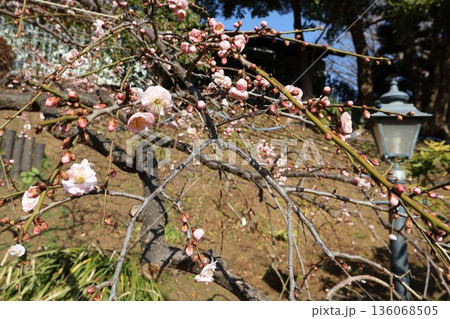 梅の花が咲く山手イタリア山庭園 梅の花が咲く山手イタリア山庭園 136068505