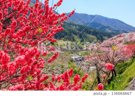 阿智村・昼神温泉の風景。色鮮やかな三色花桃 136068667