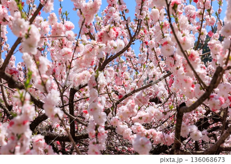 阿智村・昼神温泉の風景。色鮮やかな三色花桃 136068673
