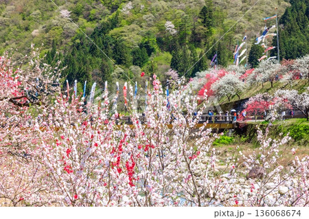阿智村・昼神温泉の風景。色鮮やかな三色花桃 136068674