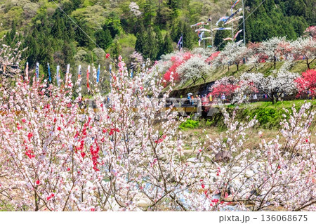 阿智村・昼神温泉の風景。色鮮やかな三色花桃 136068675