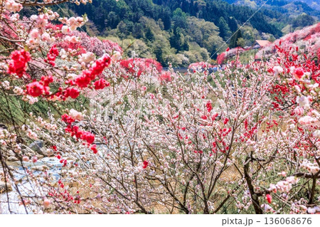 阿智村・昼神温泉の風景。色鮮やかな三色花桃 136068676