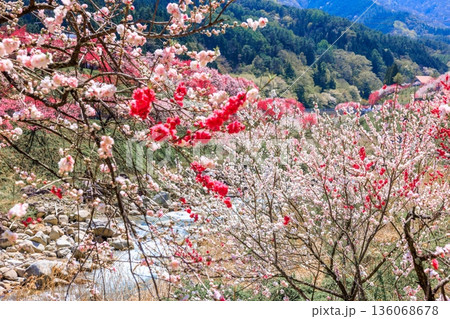阿智村・昼神温泉の風景。色鮮やかな三色花桃 136068678
