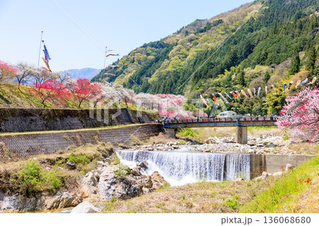 阿智村・昼神温泉の風景。色鮮やかな三色花桃 阿智村・昼神温泉の風景。色鮮やかな三色花桃 136068680