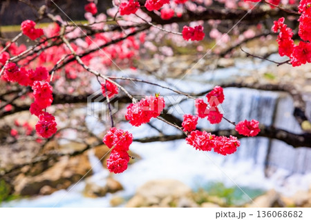 阿智村・昼神温泉の風景。色鮮やかな三色花桃 阿智村・昼神温泉の風景。色鮮やかな三色花桃 136068682