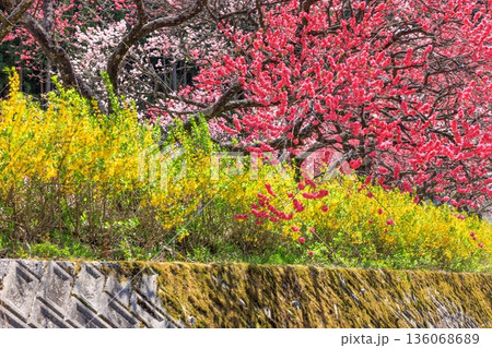 阿智村・昼神温泉の風景。色鮮やかな三色花桃 136068689