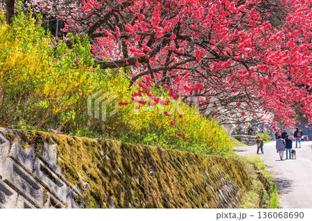 阿智村・昼神温泉の風景。色鮮やかな三色花桃 136068690