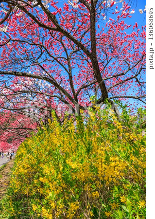 阿智村・昼神温泉の風景。色鮮やかな三色花桃 136068695