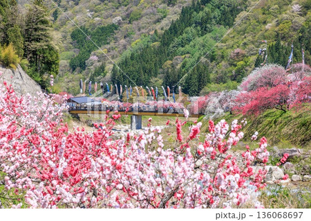 阿智村・昼神温泉の風景。色鮮やかな三色花桃 136068697