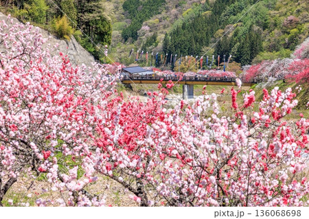 阿智村・昼神温泉の風景。色鮮やかな三色花桃 阿智村・昼神温泉の風景。色鮮やかな三色花桃 136068698