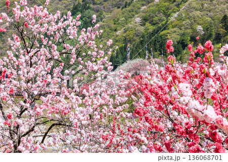 阿智村・昼神温泉の風景。色鮮やかな三色花桃 136068701