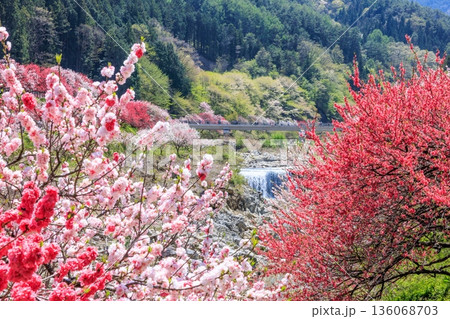 阿智村・昼神温泉の風景。色鮮やかな三色花桃 136068703