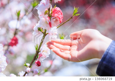 春に触れる。満開の花桃にそっと手を添える女性 春に触れる。満開の花桃にそっと手を添える女性 136068719