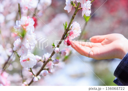 春に触れる。満開の花桃にそっと手を添える女性 春に触れる。満開の花桃にそっと手を添える女性 136068722