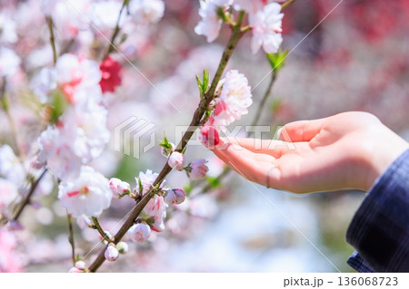 春に触れる。満開の花桃にそっと手を添える女性 春に触れる。満開の花桃にそっと手を添える女性 136068723