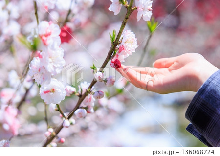 春に触れる。満開の花桃にそっと手を添える女性 春に触れる。満開の花桃にそっと手を添える女性 136068724