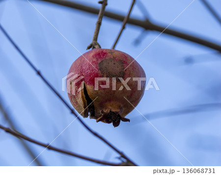 ザクロの木に残った果実 ザクロの木に残った果実 136068731