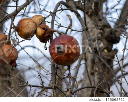 ザクロの木に残った果実 ザクロの木に残った果実 136068732