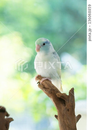 Portrait of a cute blue and white pastel Forpus bird perched on a wooden branch with beautiful green nature bokeh background Portrait of a cute blue and white pastel Forpus bird perched on a wooden branch with beautiful green nature bokeh background 136068859