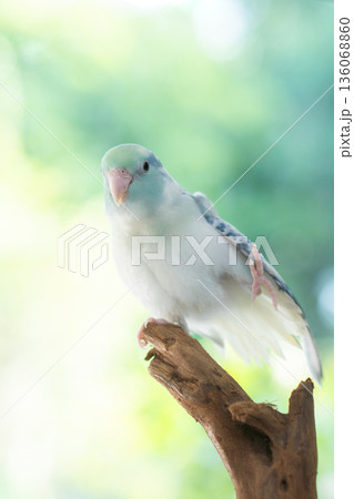 Cute Blue Pastel Pacific Parrotlet standing on one leg on a wooden branch with green nature background. 136068860