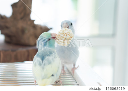 Two cute blue and yellow pastel Pacific Parrotlets playing with a rattan ball toy together on a wire cage. 136068919