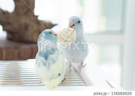 Two cute blue and yellow pastel Pacific Parrotlets playing with a rattan ball toy together on a wire cage. 136068920