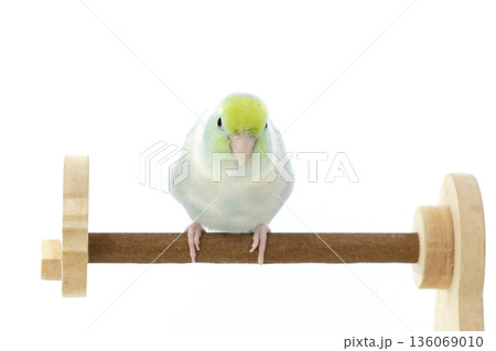 A Captive Forpus Parrotlet Perching on a Wooden Stand Isolated on White Background 136069010