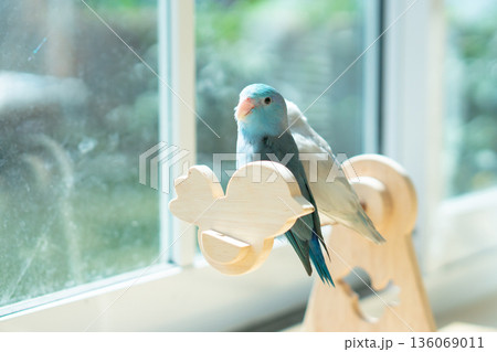 A Captive Blue Forpus Parrotlet Perching on a Wooden Stand by a Sunlit Window with Soft Pastel Background 136069011