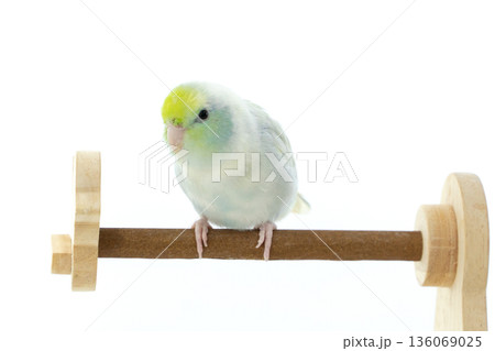 A Captive Forpus Parrotlet Perching on a Wooden Stand Isolated on White Background A Captive Forpus Parrotlet Perching on a Wooden Stand Isolated on White Background 136069025