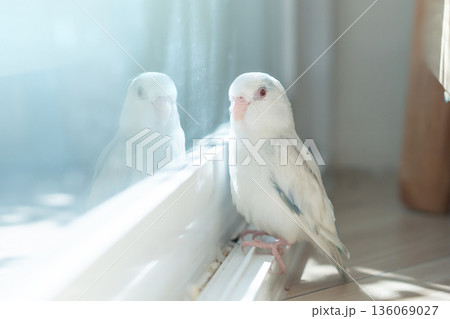 Close up of rare Fallow Pied Cobalt Forpus bird with red eyes sitting near window with reflection Close up of rare Fallow Pied Cobalt Forpus bird with red eyes sitting near window with reflection 136069027