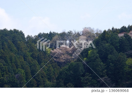山間に咲く桜 【相模原市津久井 4月】 山間に咲く桜 【相模原市津久井 4月】 136069068