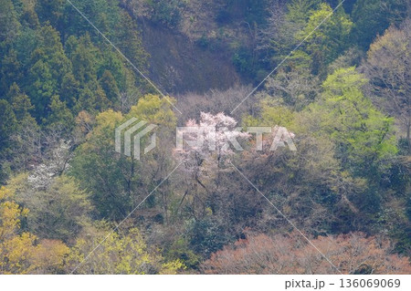 雑木林に咲く桜　【相模原市津久井　4月】 136069069