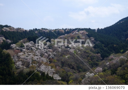 山の桜 満開 【相模原市津久井 4月】 山の桜 満開 【相模原市津久井 4月】 136069070