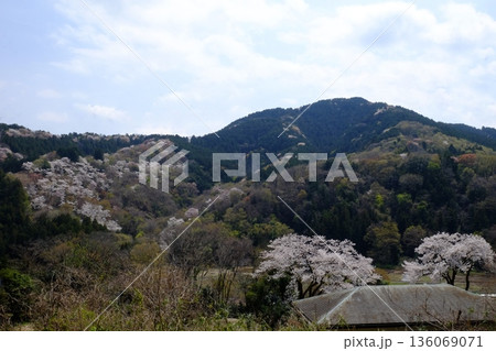 稲生の桜山と西志田山 【相模原市津久井 4月】 稲生の桜山と西志田山 【相模原市津久井 4月】 136069071