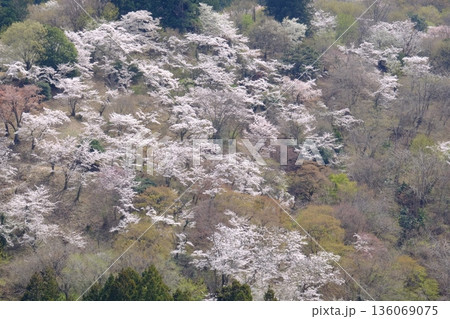 山斜面に染井吉野満開 【相模原市津久井 4月】 山斜面に染井吉野満開 【相模原市津久井 4月】 136069075