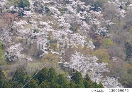 山斜面に咲く染井吉野満開 【相模原市津久井 4月】 山斜面に咲く染井吉野満開 【相模原市津久井 4月】 136069076