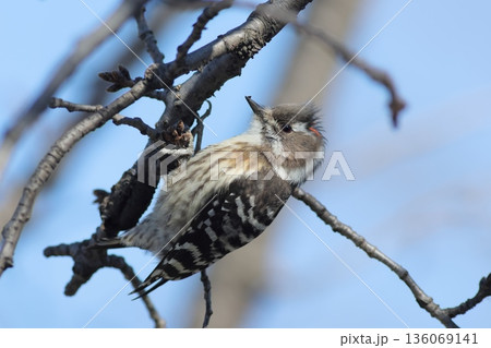 コゲラのアップ 136069141