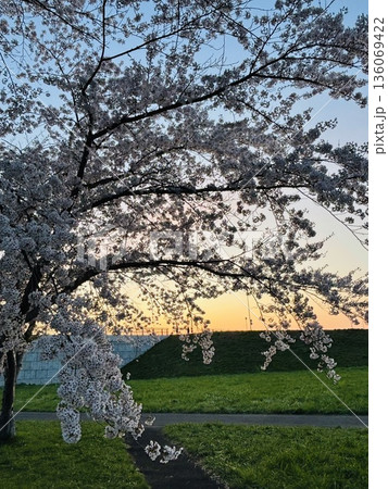 夕焼けに染まる堤防の桜 136069422