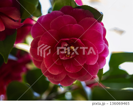 冬の華やぎ！鮮やかに咲く美しい紅椿 136069465