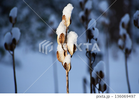 森のオオウバユリに雪積もる 森のオオウバユリに雪積もる 136069497